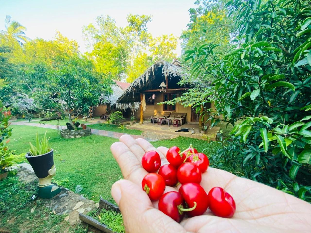 Hasthi Safari Cottage Udawalawe Buitenkant foto